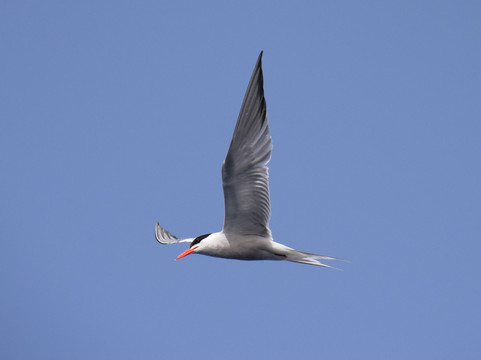 Bonadea Ii Eco Whale Watching-特内里费岛必去景点