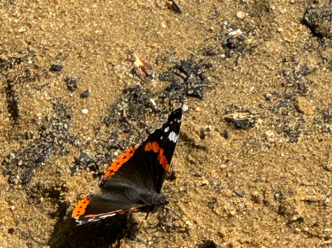 Frensham Little Pond景点图片