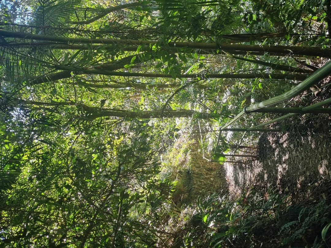 Purling Brook Falls景点图片