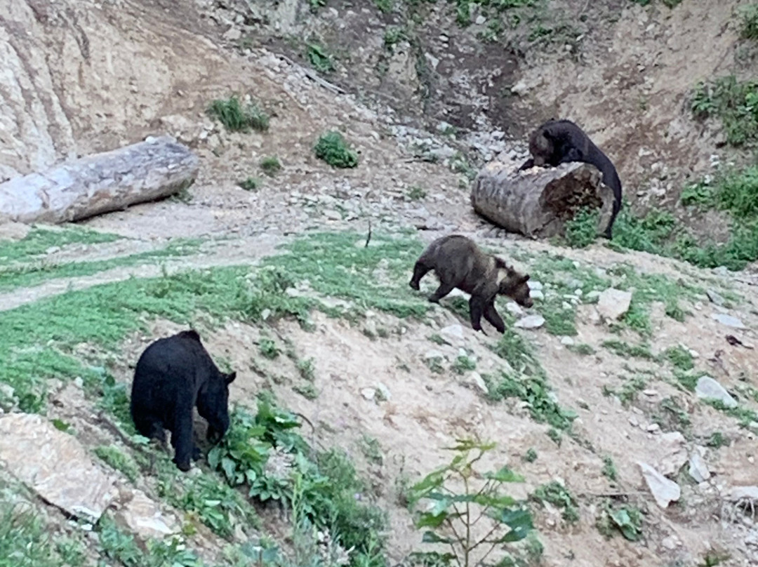 Transylvanian Wolf景点图片