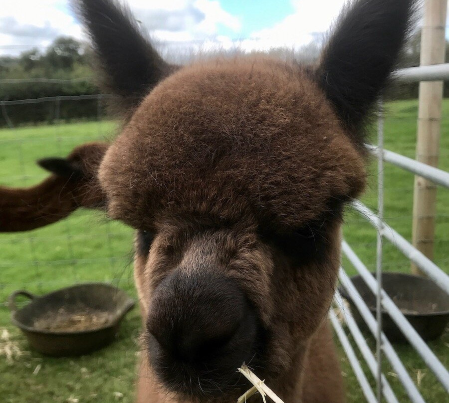 Mill Farm Alpacas-Bradworthy必去景点