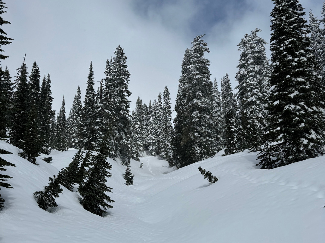 Nisqually Vista Loop景点图片