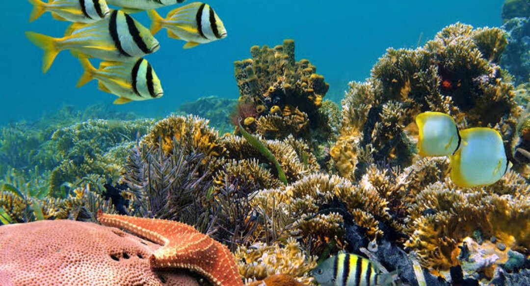 Menjangan Snorkeling Bali景点图片
