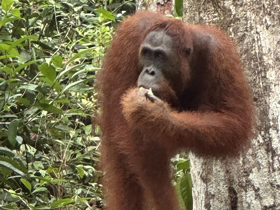 Tanjung Puting National Park-Pangkalan Bun必去景点
