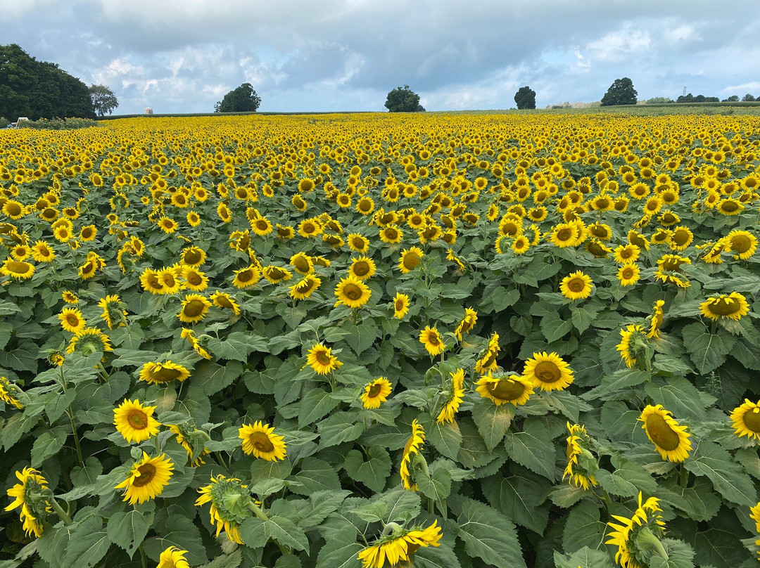 The Sunflower Farm景点图片
