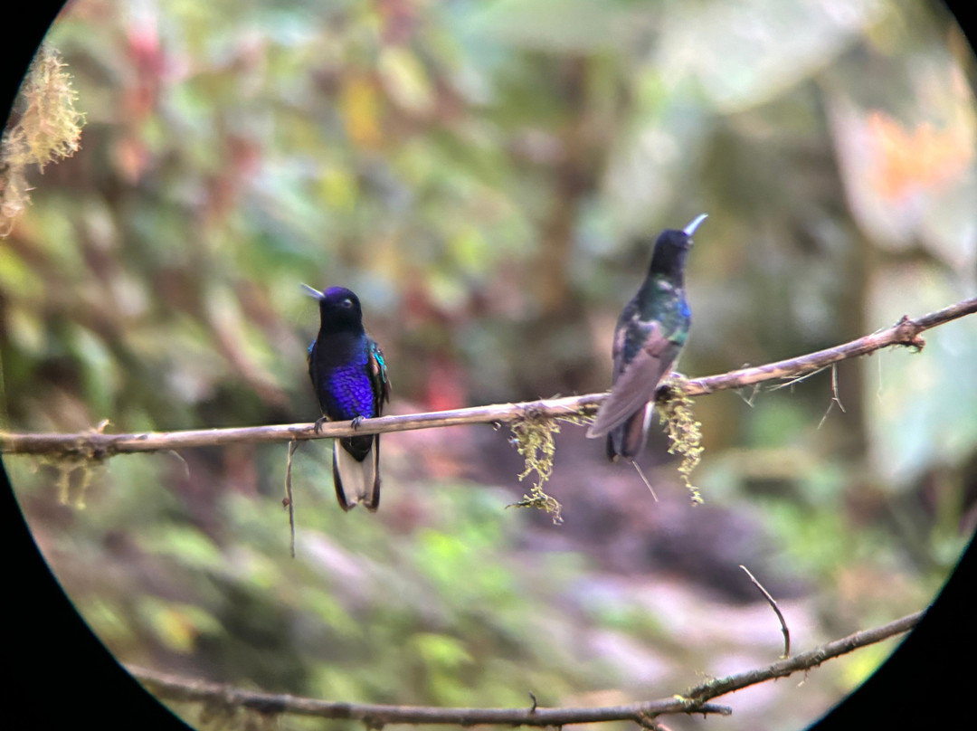 Birding Mindo Tours-明多必去景点