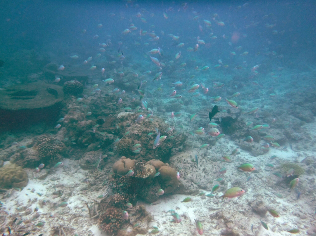 Bubbles Diving Center-Gulhi Island必去景点