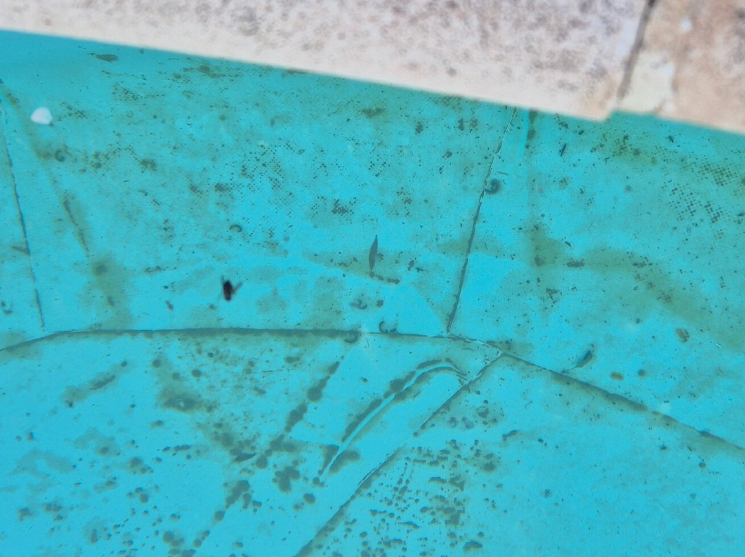 La Jayma del Arte主图