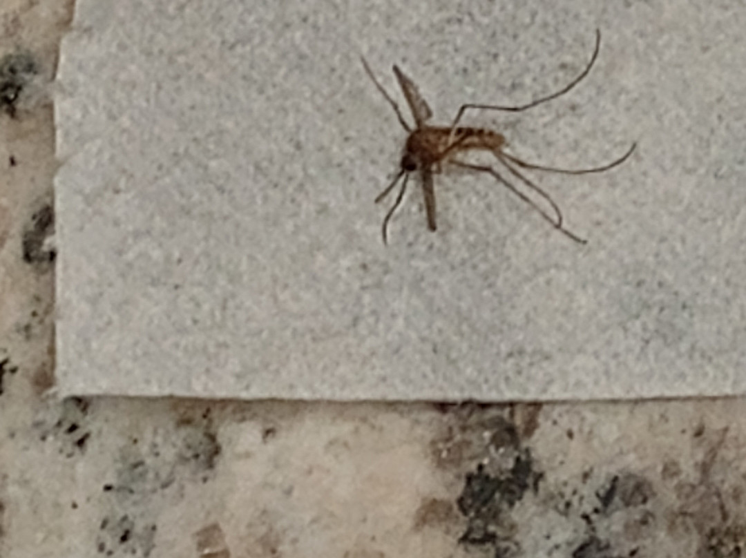 La Quinta Inn & Suites by Wyndham Detroit Metro Airport主图