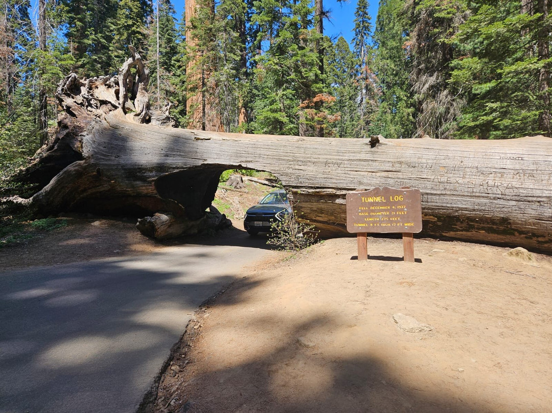 Tunnel Log-红杉&国王峡谷国家公园必去景点
