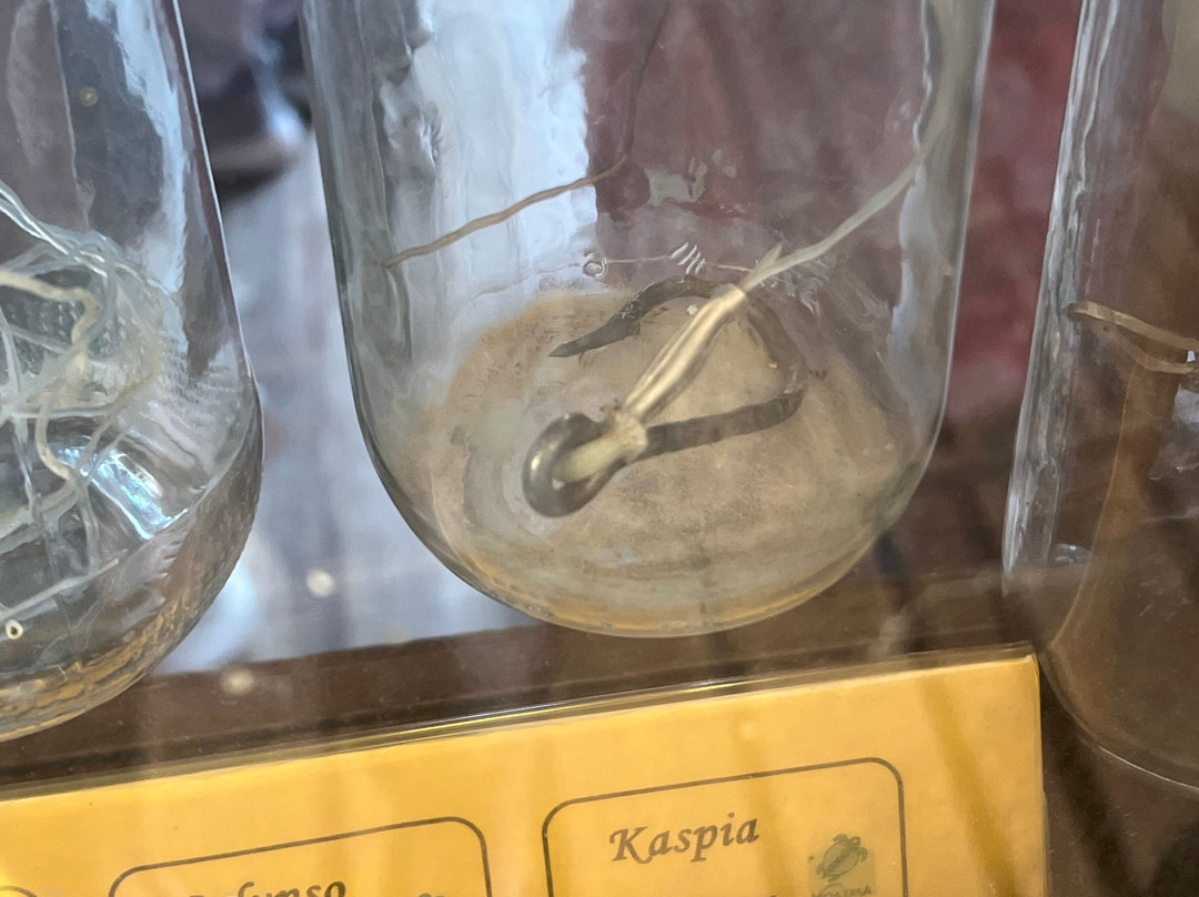 ARCHELON Τhe Sea Turtle Protection Society of Greece-吉利法达必去景点