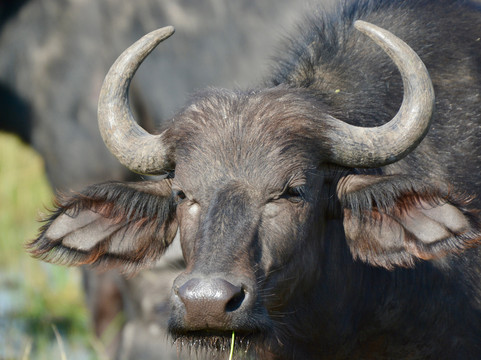 Kaizer Africa safaris-恩德培必去景点