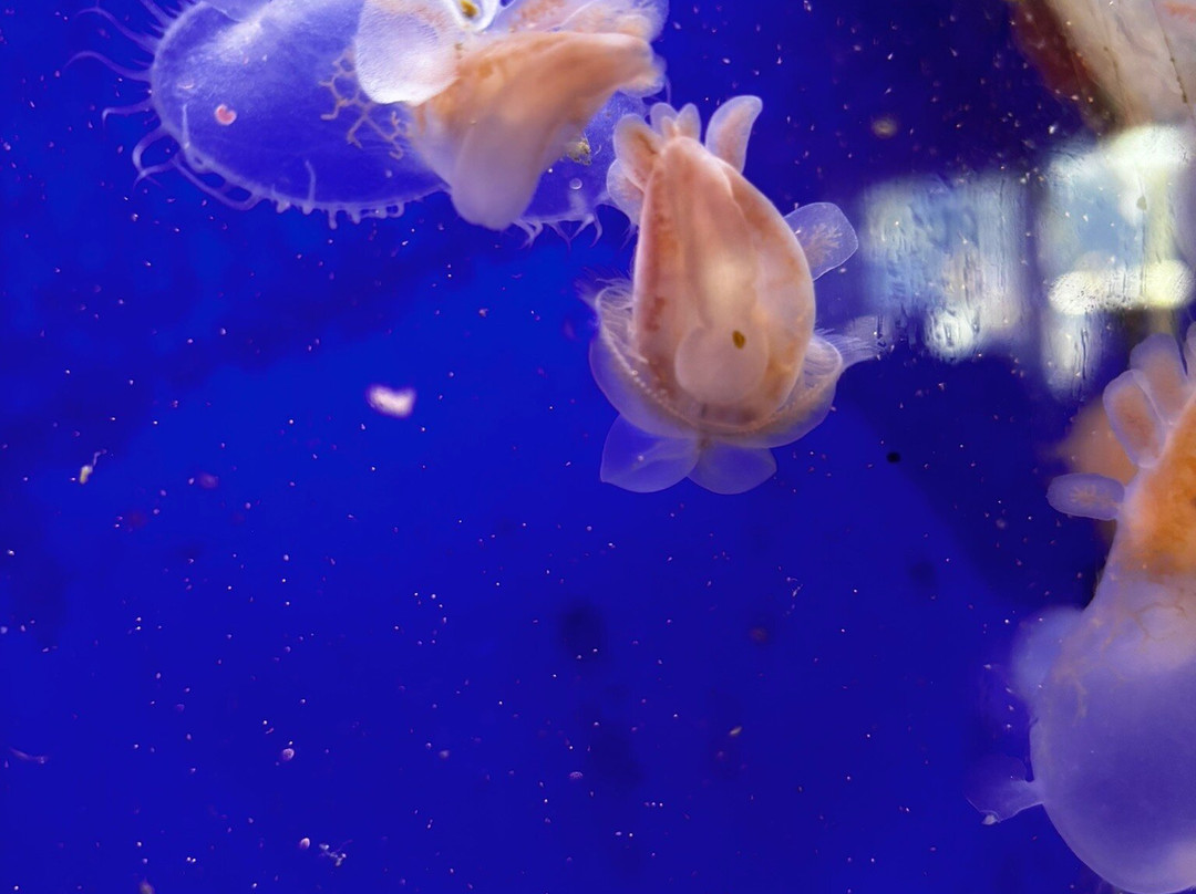 Feiro Marine Life Center景点图片
