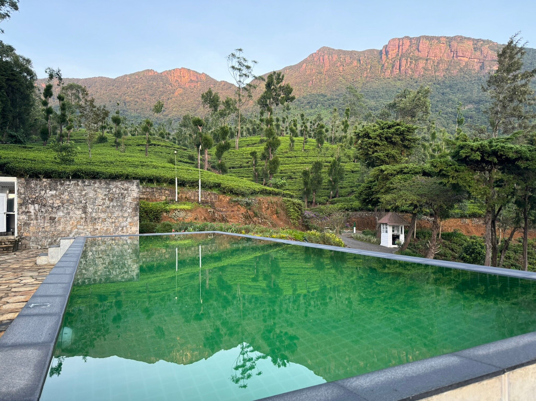 Tea and Experience Factory - Thema Collection主图