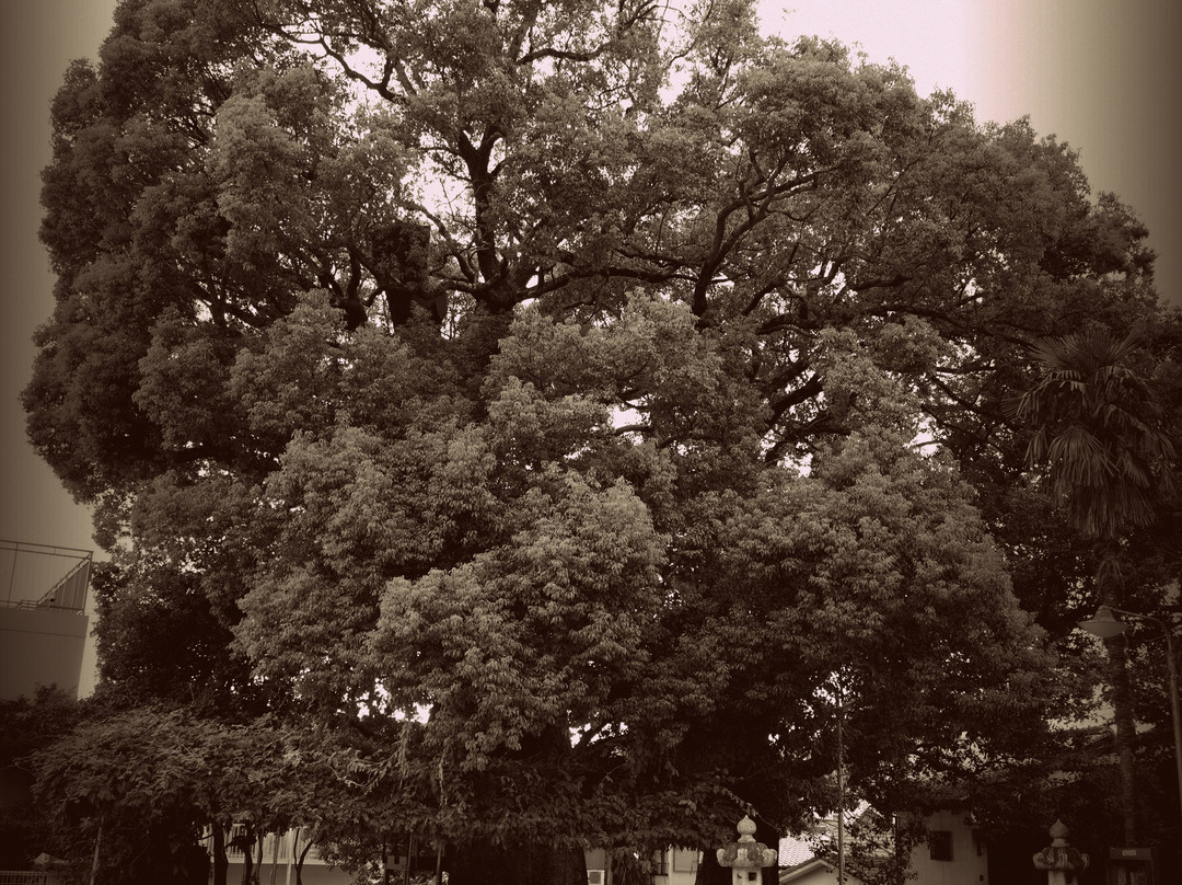 Exposed Camphor Tree-长崎市必去景点