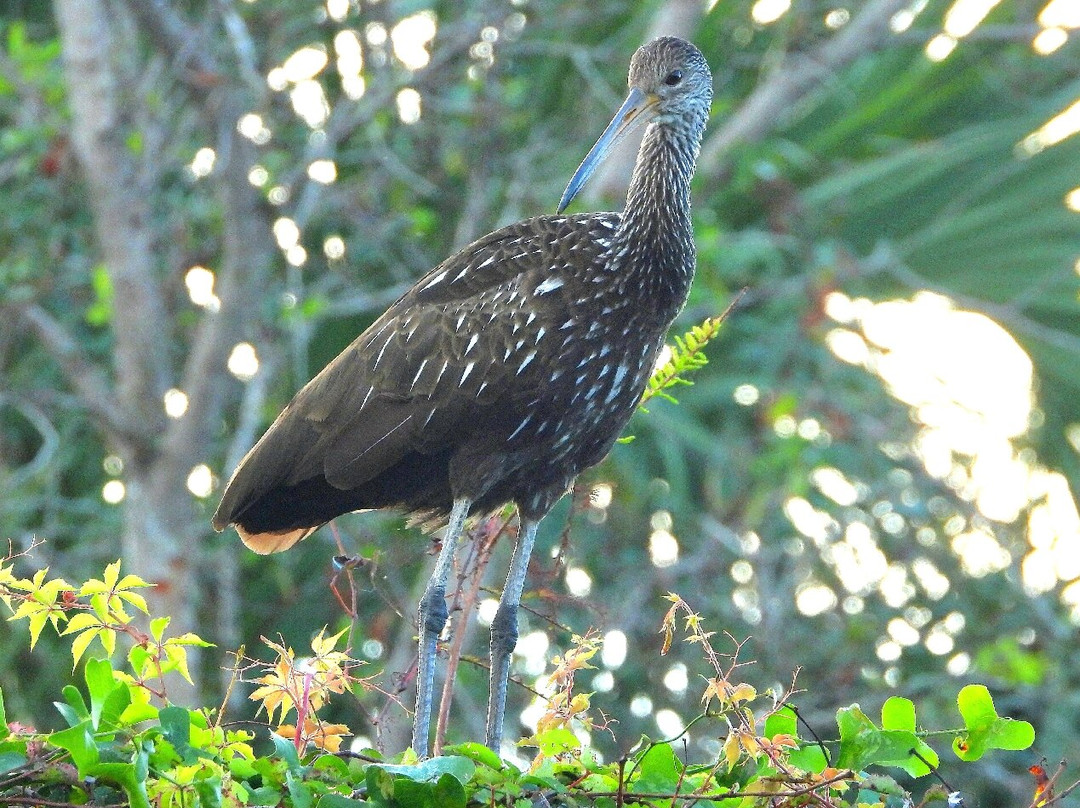 Fred W. Coyle Freedom Park-那不勒斯必去景点