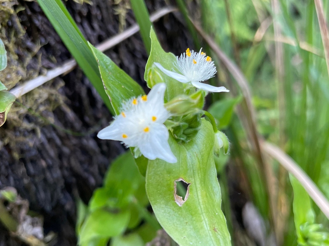 Baynes Park-蒙布克必去景点