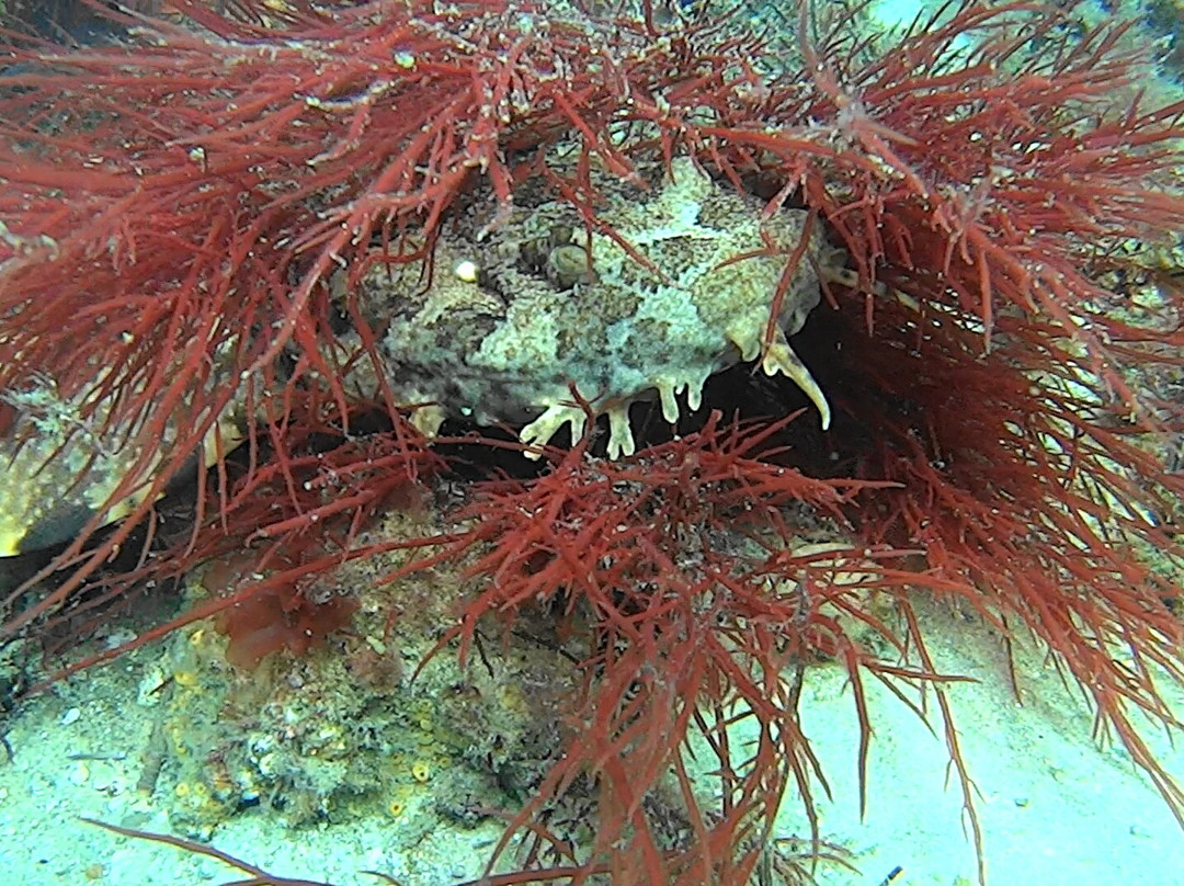 Feet First Dive-尼尔森湾必去景点