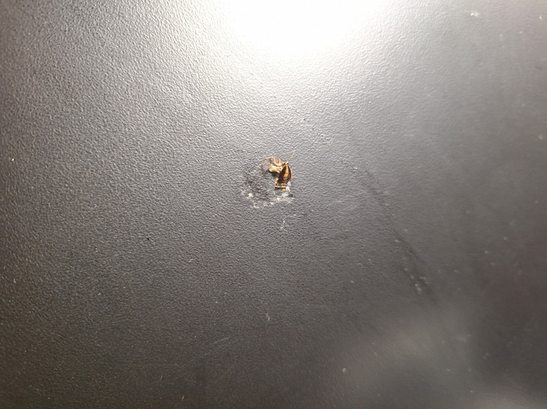 La Quinta Inn & Suites by Wyndham Bowling Green主图