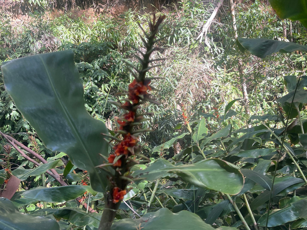 Kahakapao Loop Trail-马卡瓦必去景点