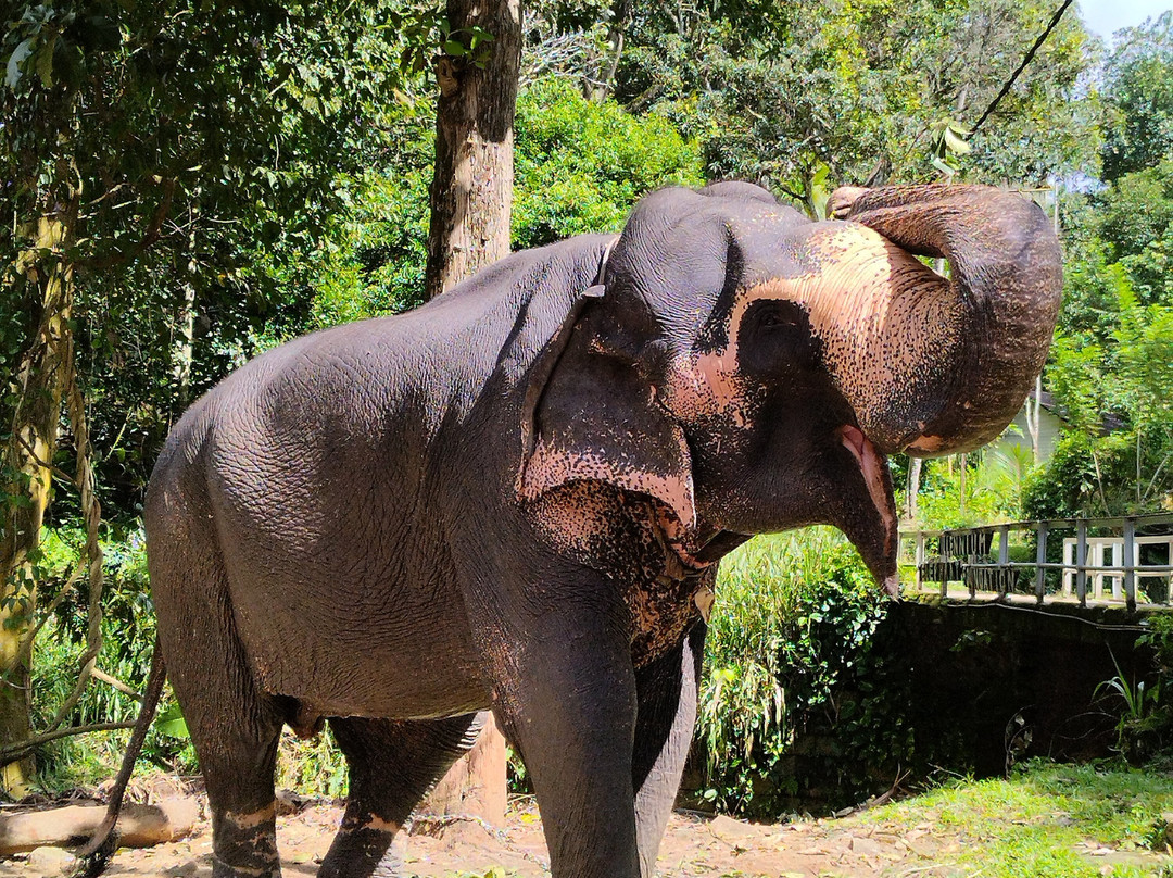 Freedom Lanka Tours-卡图纳耶克必去景点