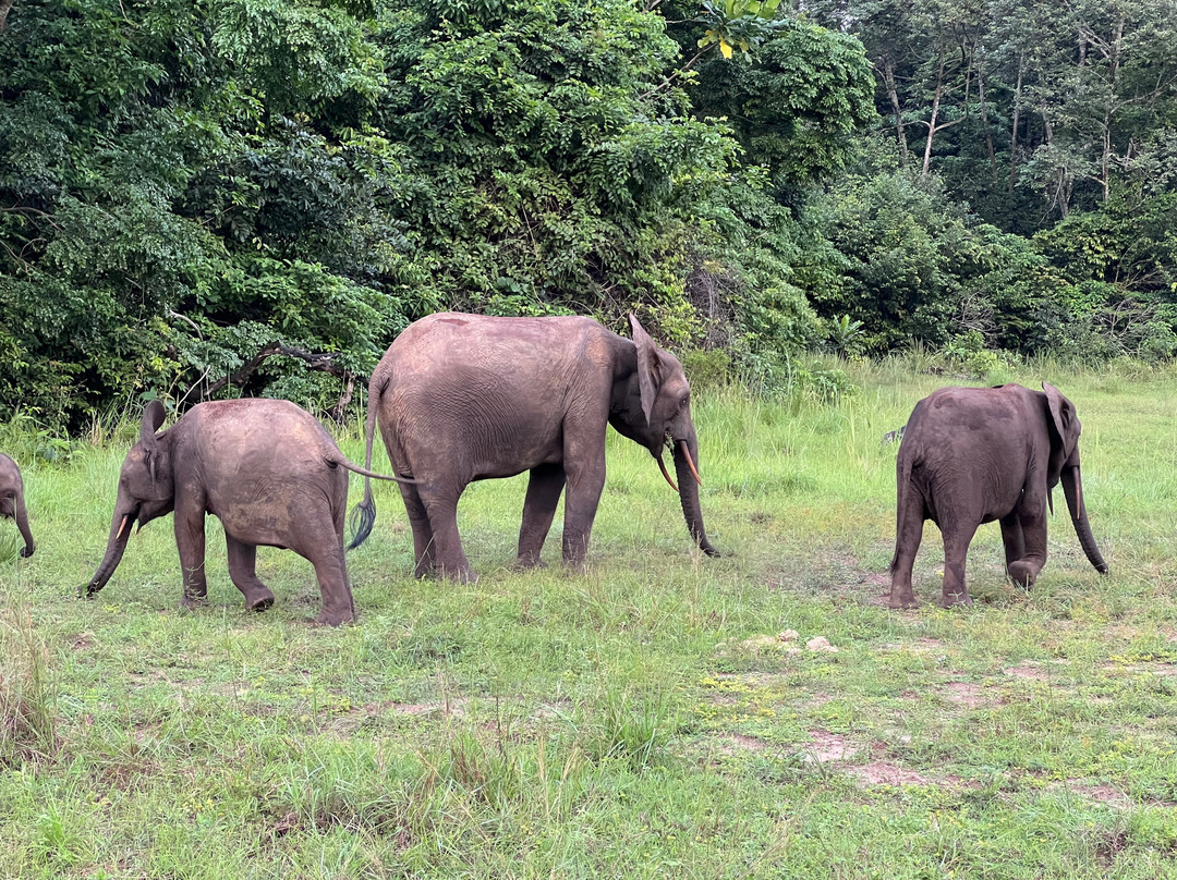 Gabon Highlights Tourism-Lope Wildlife Reserve必去景点