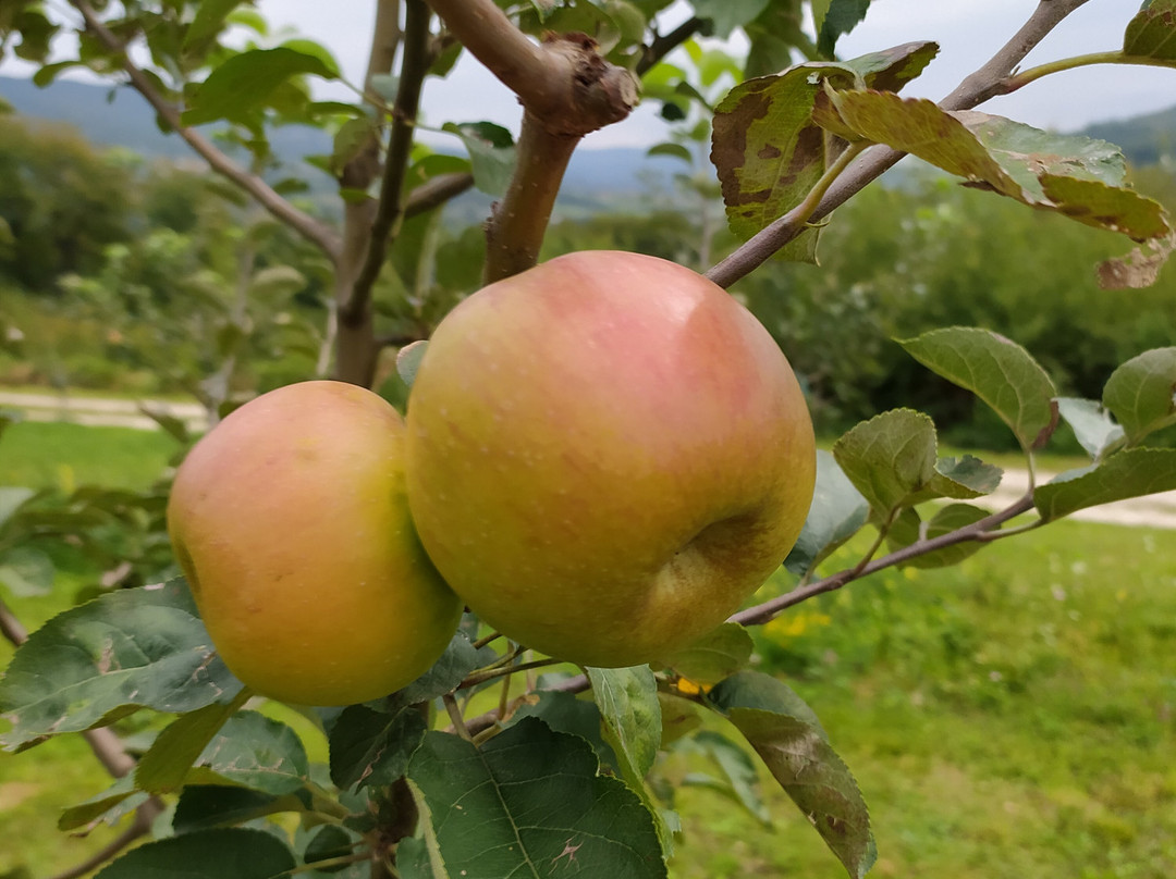 Bohorina Cider House景点图片