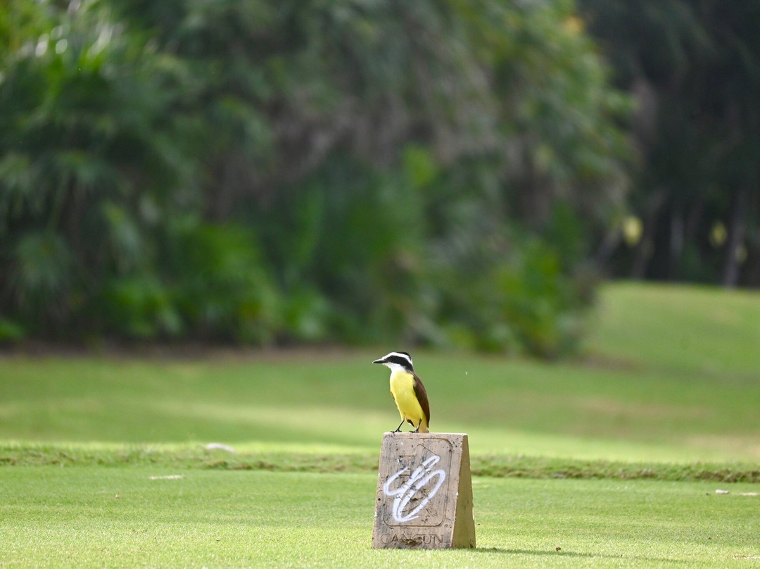 El Tinto Golf Course-坎昆必去景点