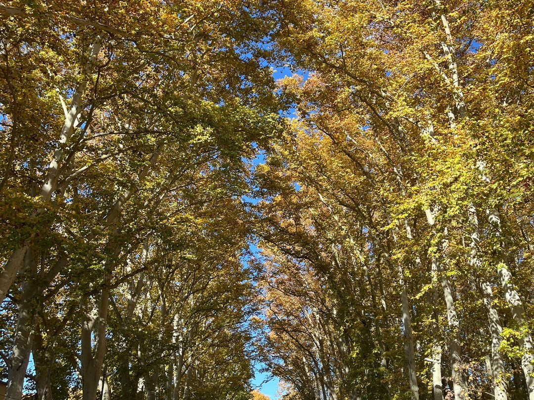 Parc de la Devesa景点图片