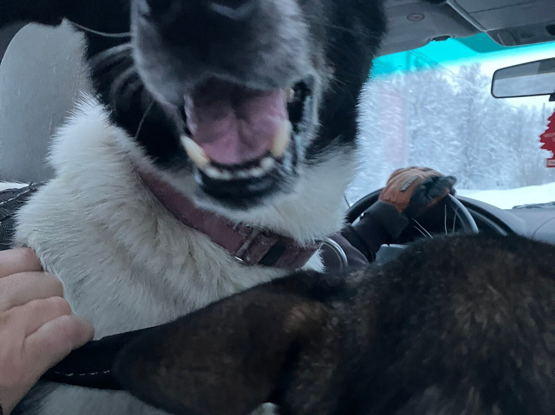 Happy Tails Husky Tours景点图片