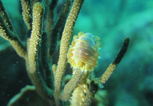 Go Dive Bayahibe-Bayahibe必去景点