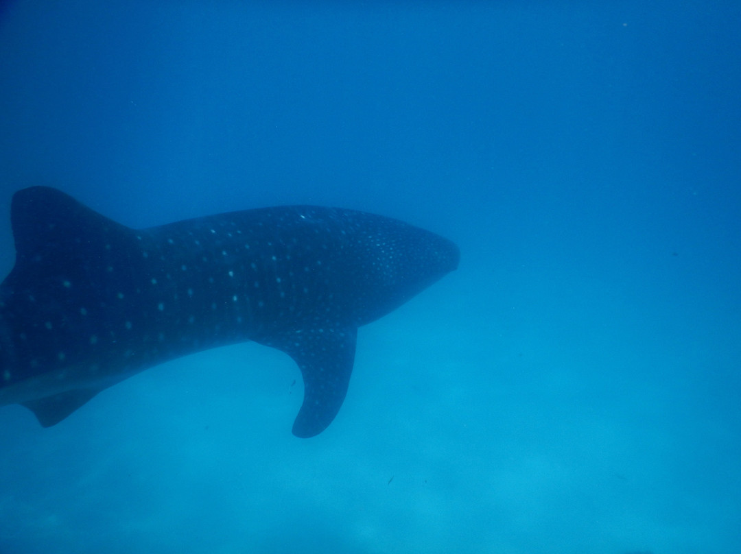 Mafia Whale Shark Tours景点图片