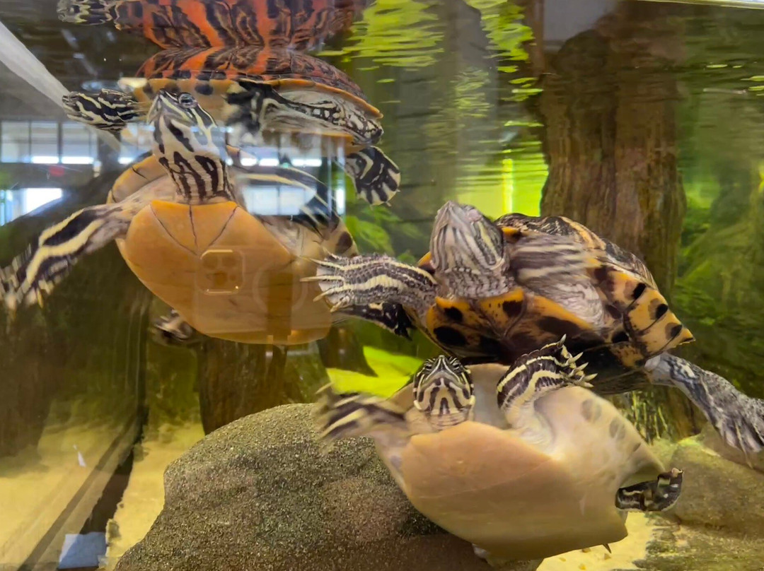 Green Cay Nature Center and Wetlands-博因顿海滩必去景点