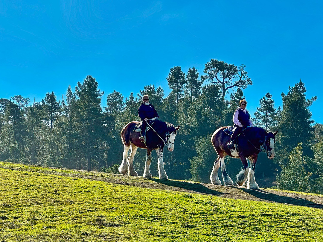 Covell's Clydesdales-坎布里亚必去景点