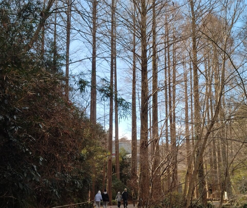 Ikuta Ryokuchi Park景点图片