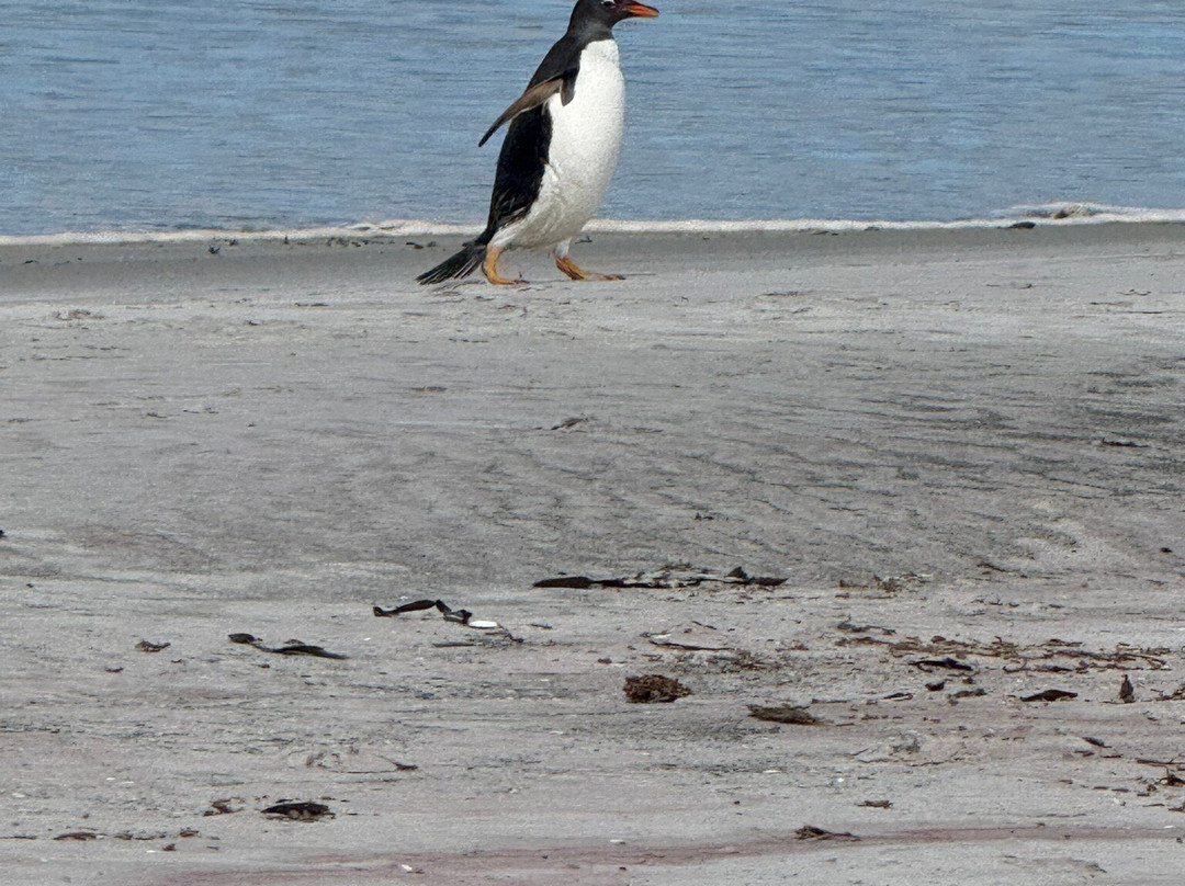 Bluff Cove Lagoon景点图片