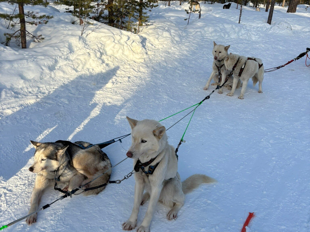 Taigausko Husky Experience-伊纳里必去景点