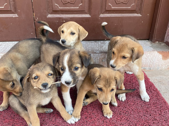 Bablu Tuk Tuk Auto Tour-焦特布尔必去景点