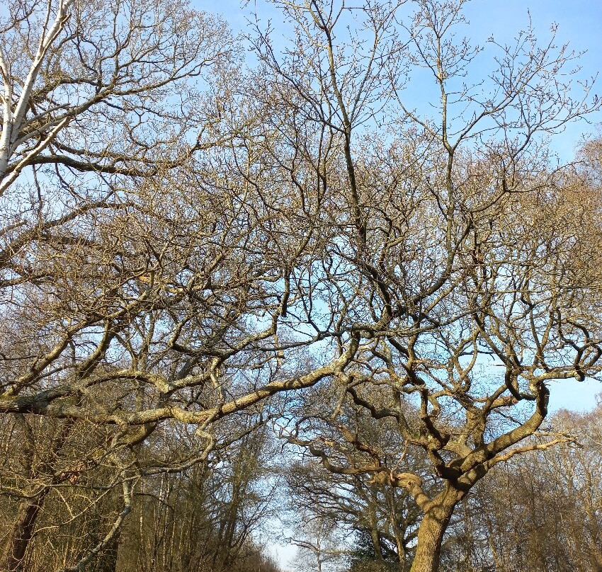 Ruislip Woods National Nature Reserve景点图片