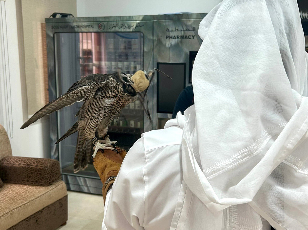 Souq Waqif Falcon Hospital-多哈必去景点
