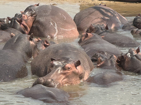 GIRAFFE SIGHTS AFRICA-坎帕拉必去景点
