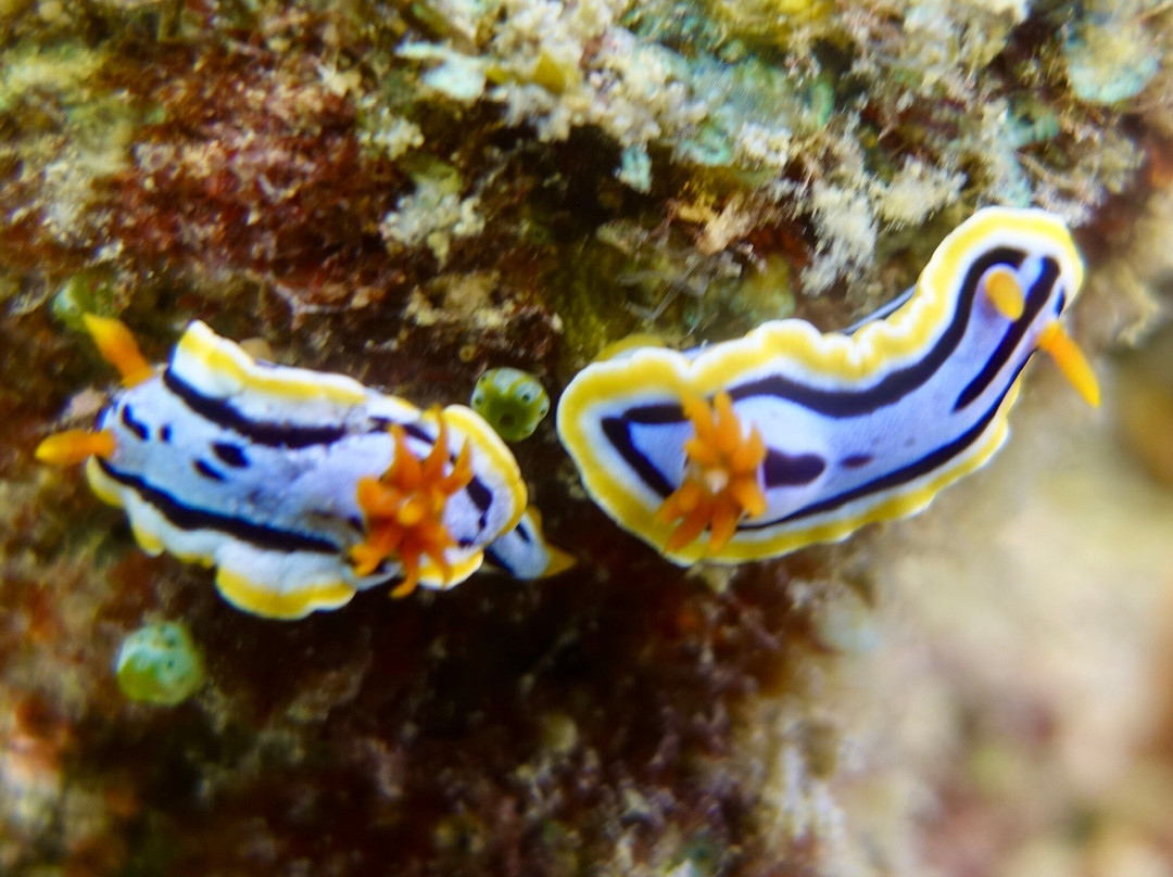 Bernds Tauchsafari-安达必去景点