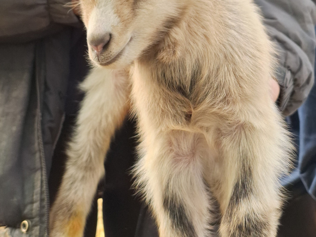 Frampton Farm景点图片