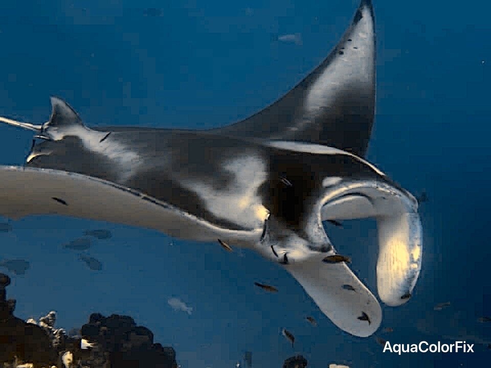 KoriKori Lodge Fakarava-官方