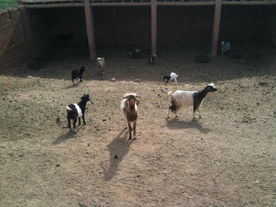 Ferme d'hote Akrich主图