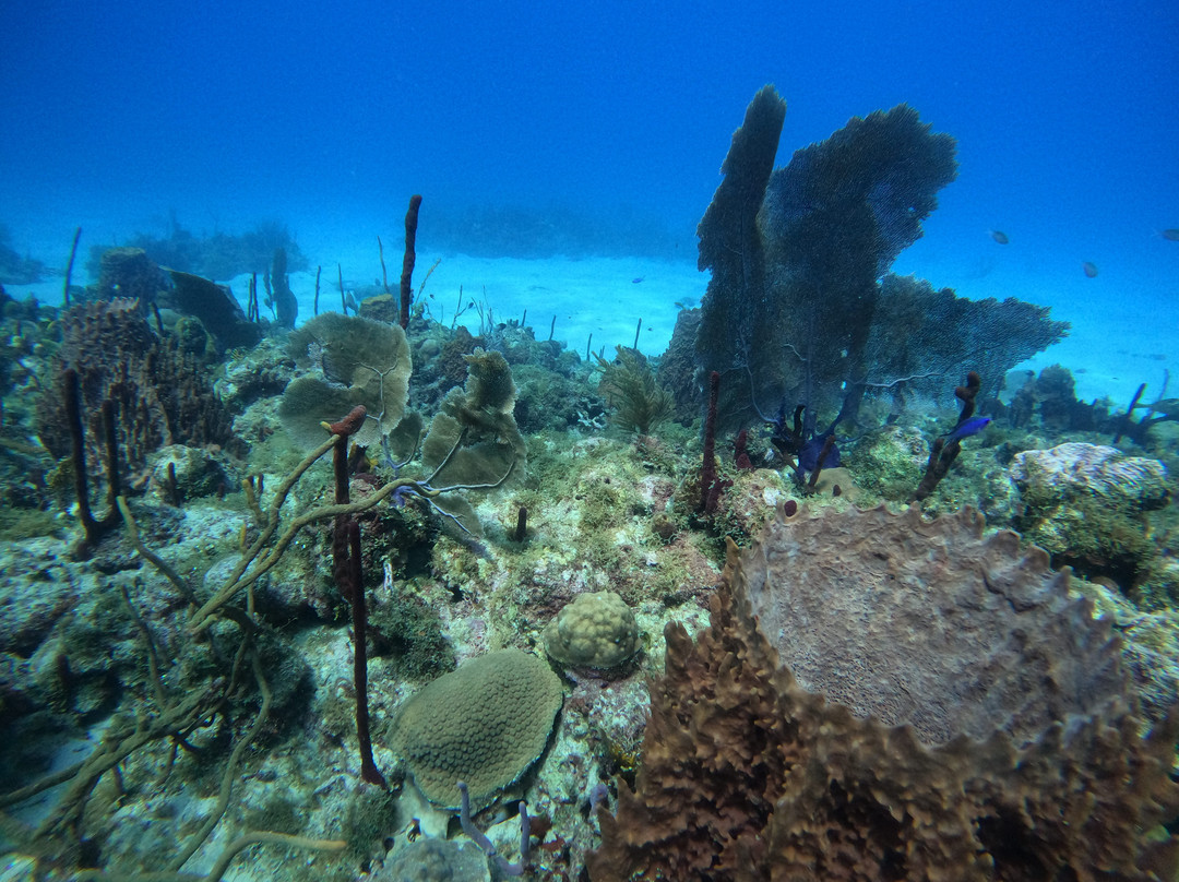 Tropical Diving Kenya-班布里必去景点