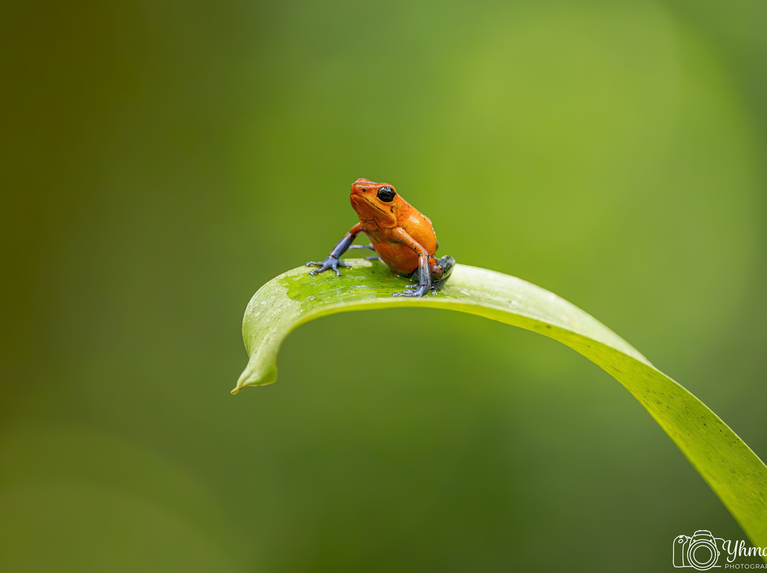 Frogs Heaven-Horquetas必去景点