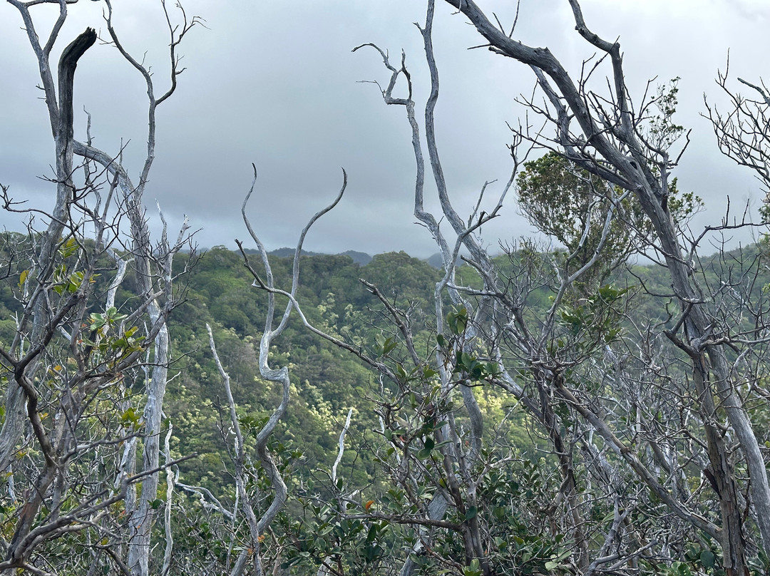 Aiea Loop Trail-阿伊亚必去景点