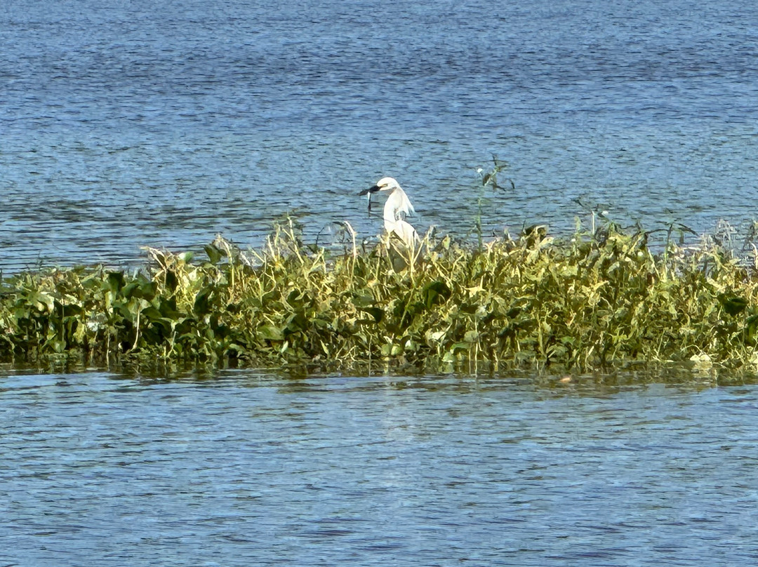 Acadian Swamp Tours景点图片