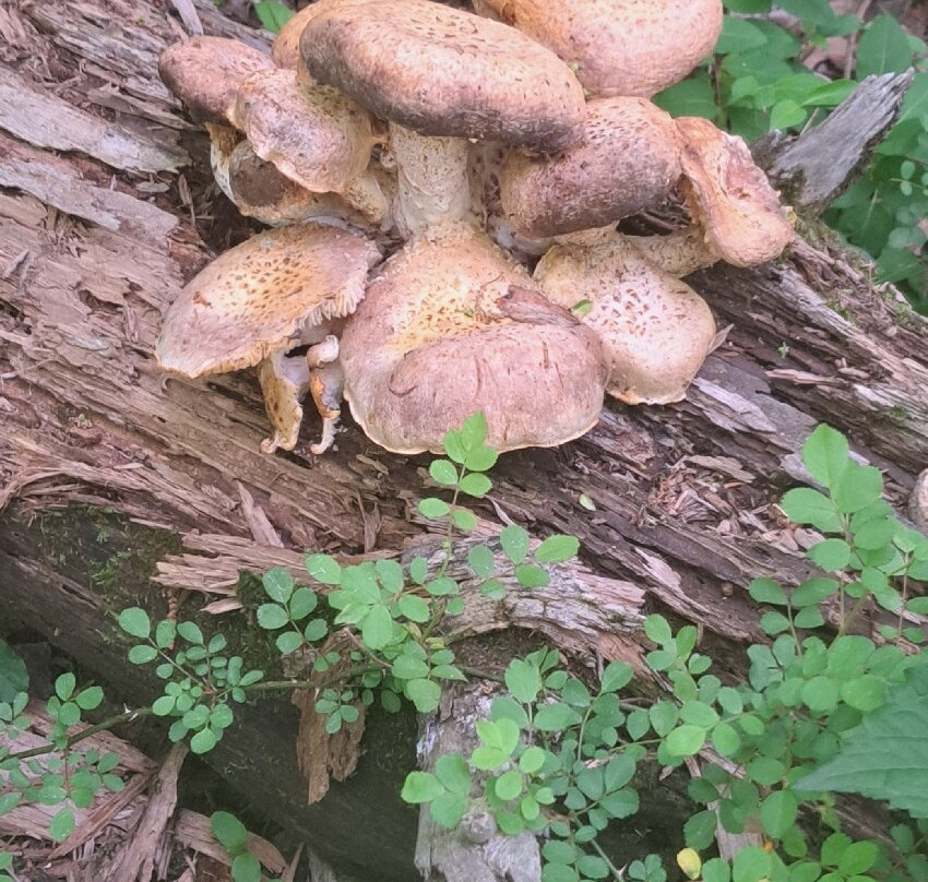 Shakamak State Park-Jasonville必去景点